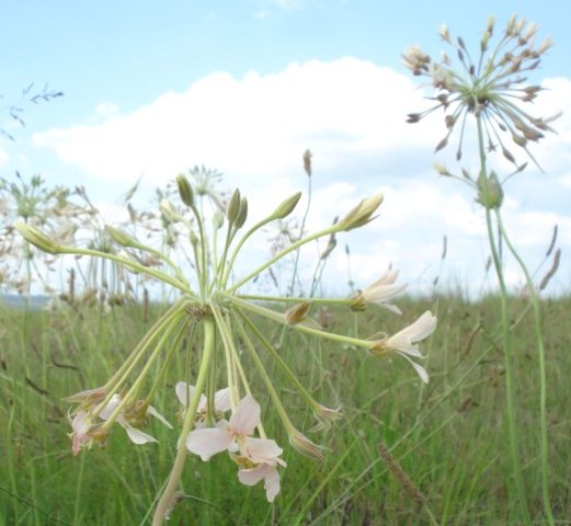 Pelargonium luridum buds up or down?